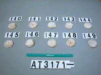 藏品(芋螺貝)的圖片